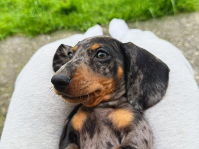 Miniature Dachshund puppies in Offaly - IKC