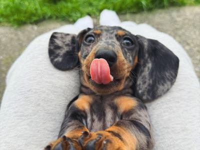 Miniature Dachshund puppies in Offaly - IKC