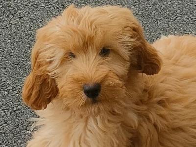 Miniature female Cockapoo puppy in Galway
