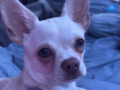 Zeke - Chihuahua Puppy
