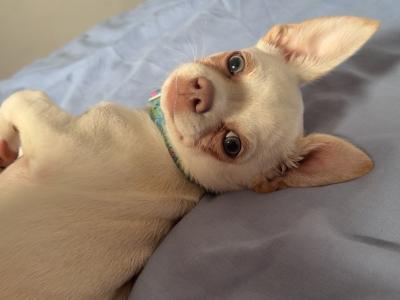 Zeke - Chihuahua Puppy