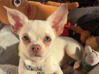 Zeke - Chihuahua Puppy