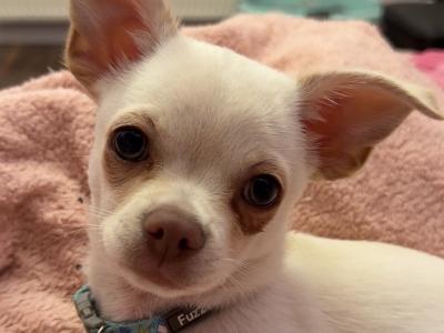 Zeke - Chihuahua Puppy