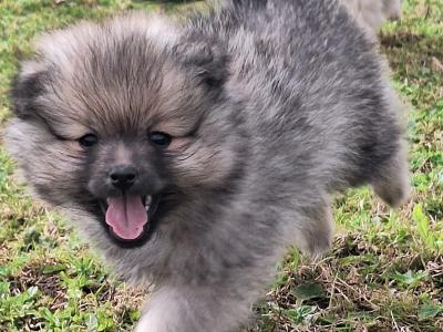 Pomeranian puppies in Dublin born 5th july
