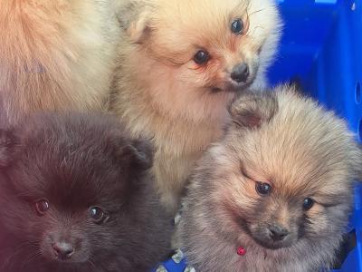 Pomeranian puppies in Dublin born 5th july