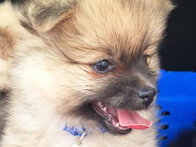 Pomeranian puppies in Dublin born 5th july