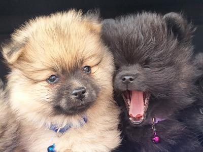 Pomeranian puppies in Dublin born 5th july