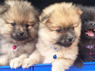 Pomeranian puppies in Dublin born 5th july