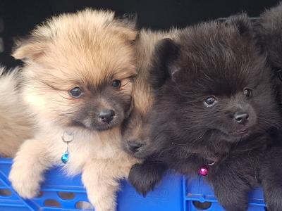 Pomeranian puppies in Dublin born 5th july