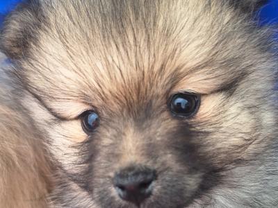 Pomeranian puppies in Dublin born 5th july