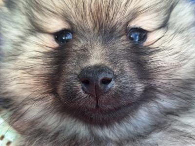 Pomeranian puppies in Dublin born 5th july
