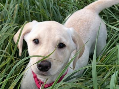 Superbly Bred IKC Registered female Labrador puppy in Cork