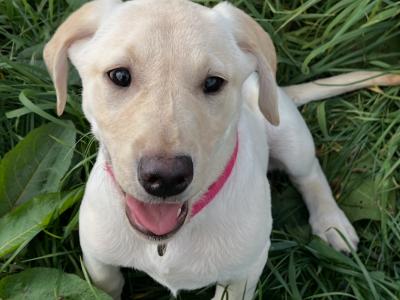 Superbly Bred IKC Registered female Labrador puppy in Cork