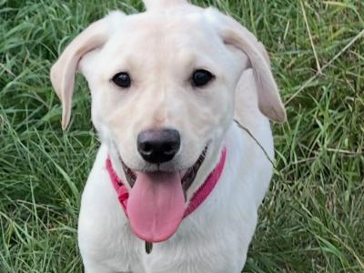 Superbly Bred IKC Registered female Labrador puppy in Cork