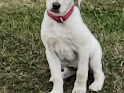 Superbly Bred IKC Registered female Labrador puppy in Cork