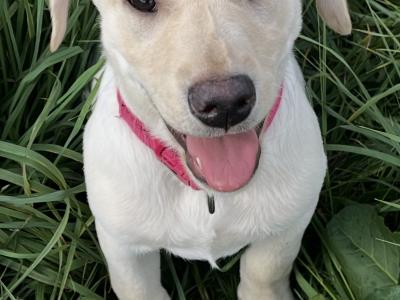 Superbly Bred IKC Registered female Labrador puppy in Cork