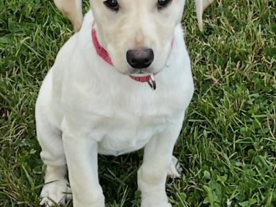 Superbly Bred IKC Registered female Labrador puppy in Cork