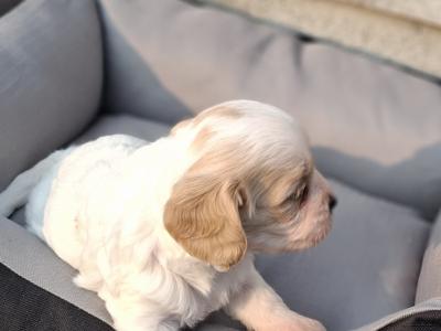 Top class Non-shed Cavachon pups in Westmeath