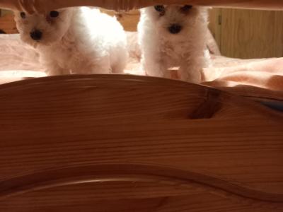 Bichon Frise puppies in Galway