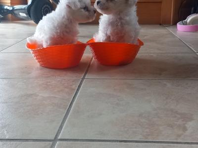 Bichon Frise puppies in Galway