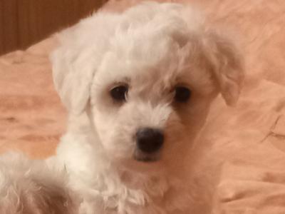 Bichon Frise puppies in Galway