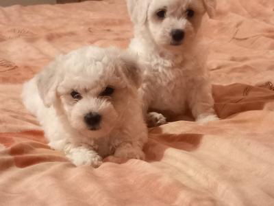 Bichon Frise puppies in Galway