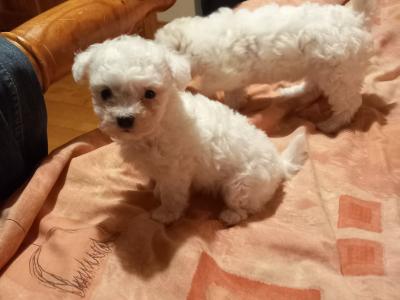 Bichon Frise puppies in Galway