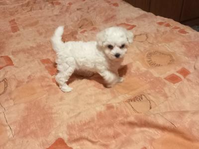 Bichon Frise puppies in Galway