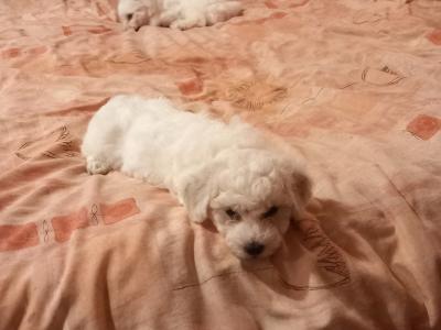 Bichon Frise puppies in Galway