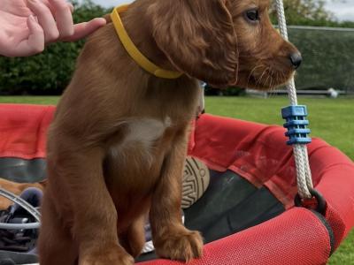☘️IRISH SETTER PUPPIES☘️ONLY 2 LEFT.