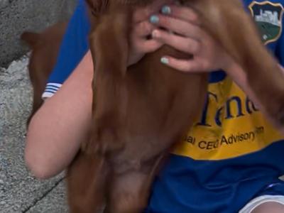 ☘️IRISH SETTER PUPPIES☘️ONLY 2 LEFT.