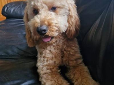 Doodles Dog for stud in Galway