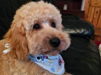 Doodles Dog for stud in Galway