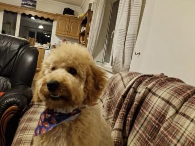 Doodles Dog for stud in Galway