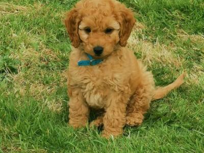 Doodles Dog for stud in Galway