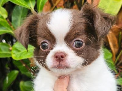 Magic 💙Chihuahua 💚Babys 🇮🇪