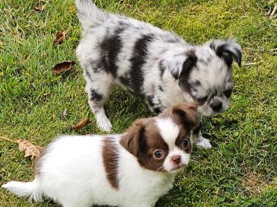 Magic 💙Chihuahua 💚Babys 🇮🇪