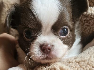 Magic 💙Chihuahua 💚Babys 🇮🇪