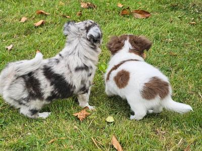 Magic 💙Chihuahua 💚Babys 🇮🇪