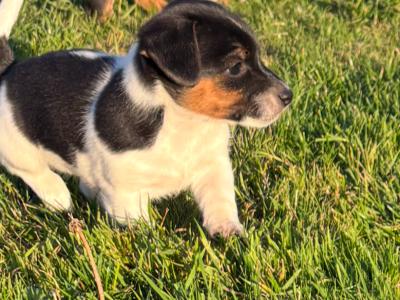 Beautiful Jack Russell puppies for sale tricolour