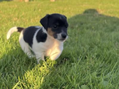 Beautiful Jack Russell puppies for sale tricolour