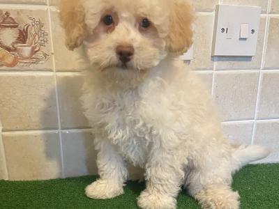 Toy Poodle puppies in Cavan
