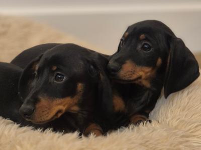 Miniature Smooth Haired Dachshund puppies in Limerick