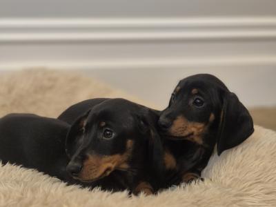 Miniature smooth haired dachshund puppys