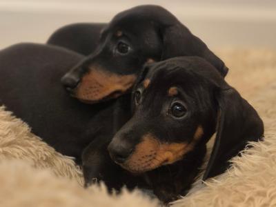 Miniature Smooth Haired Dachshund puppies in Limerick