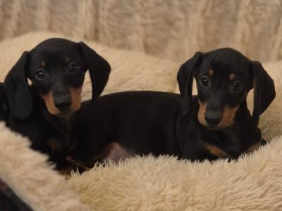Miniature Smooth Haired Dachshund puppies in Limerick