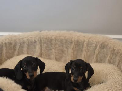 Miniature smooth haired dachshund puppys