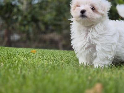 Stunning Maltese Puppys