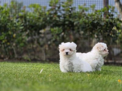 Stunning Maltese Puppys