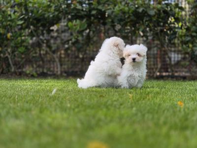 Stunning Maltese Puppys